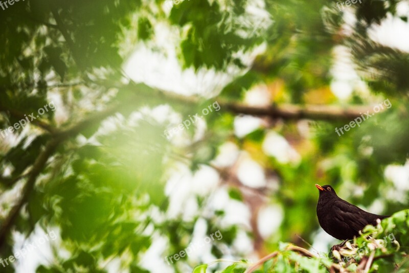 Blackbird Tree Bird Nature Wildlife