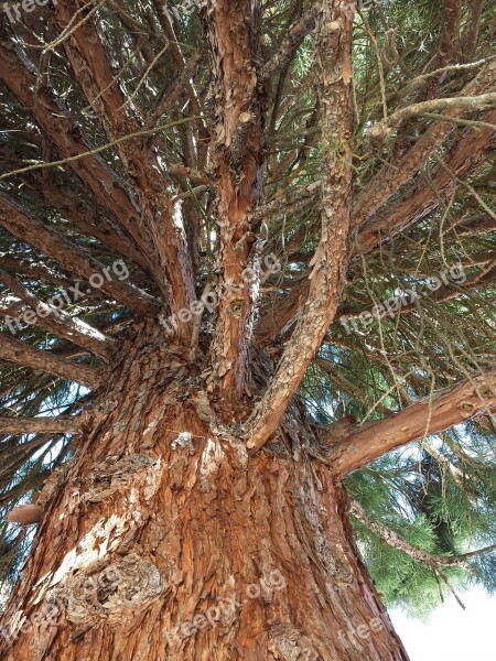 Trees Bark Rough Trunk Nature