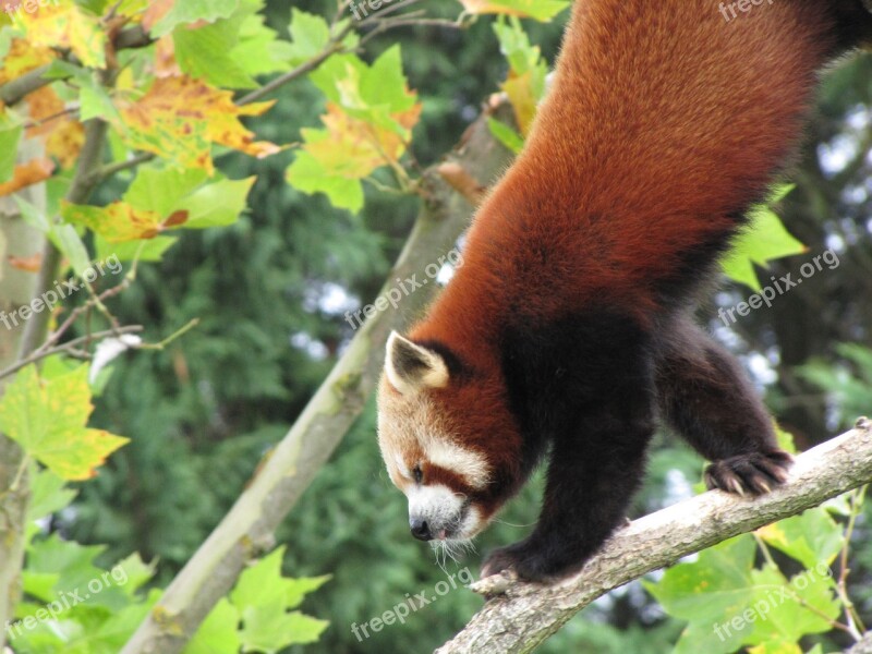 Panda Roux Beauval Free Photos