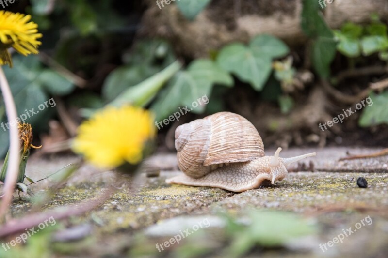 Snail Nature Animal Shell Crawl