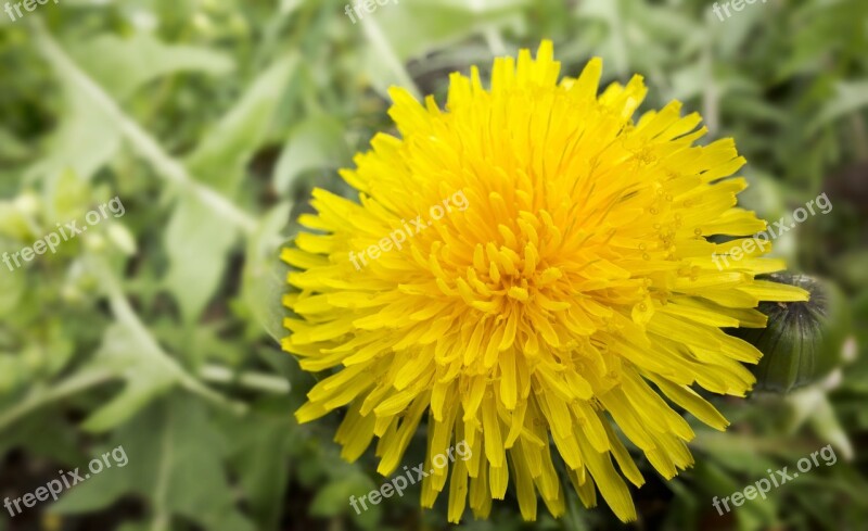 Nature A Yellow Flower Common Dandelion Closeup Yellow Flower