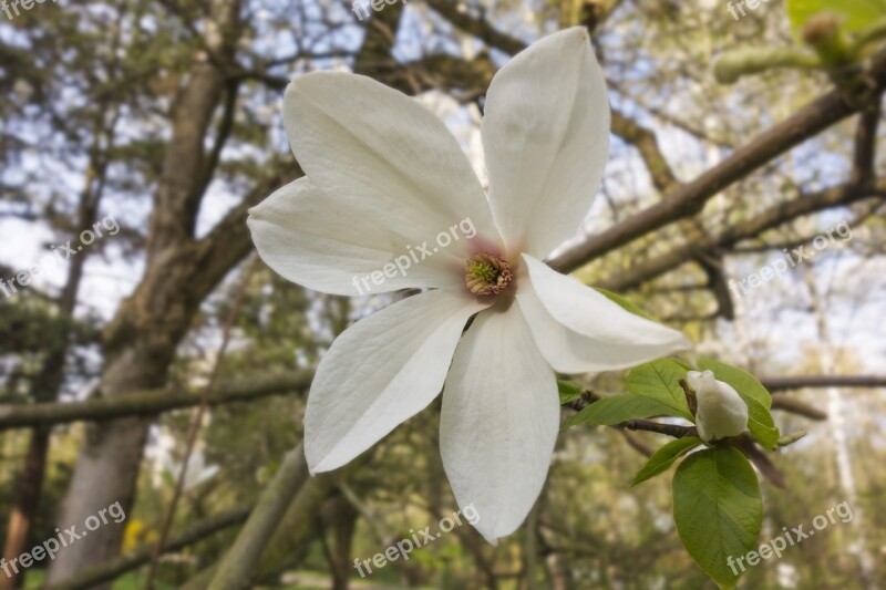 Spring Spring Flowering Magnolia Closeup Nature