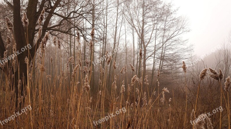 Landscape Nature Plants Forest Tree