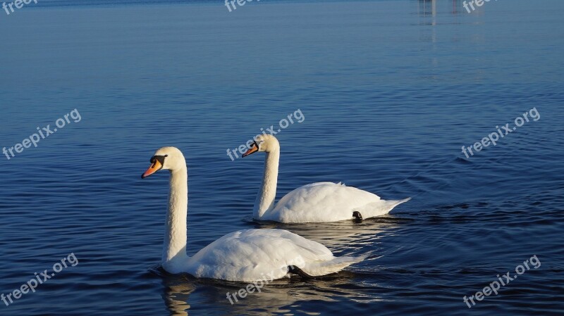 Nature Animals Birds Swans Water