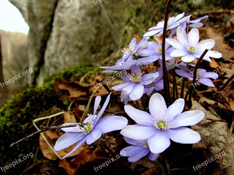 Flower Liverwort Flowers Spring Forest