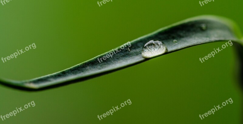 Water Drop Grass Leaf Wet