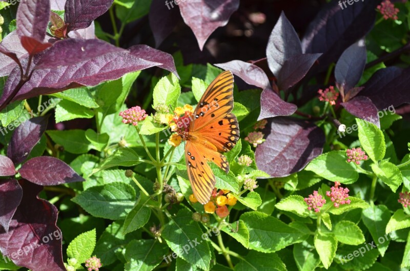 Butterfly Garden Spring Insect Nature