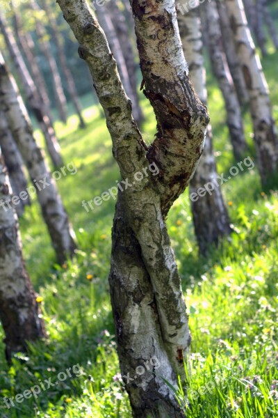 Birch Intertwined Tree Forest Park