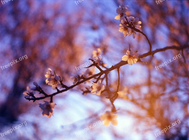 Almond Blossom Purple Sunset Nature White