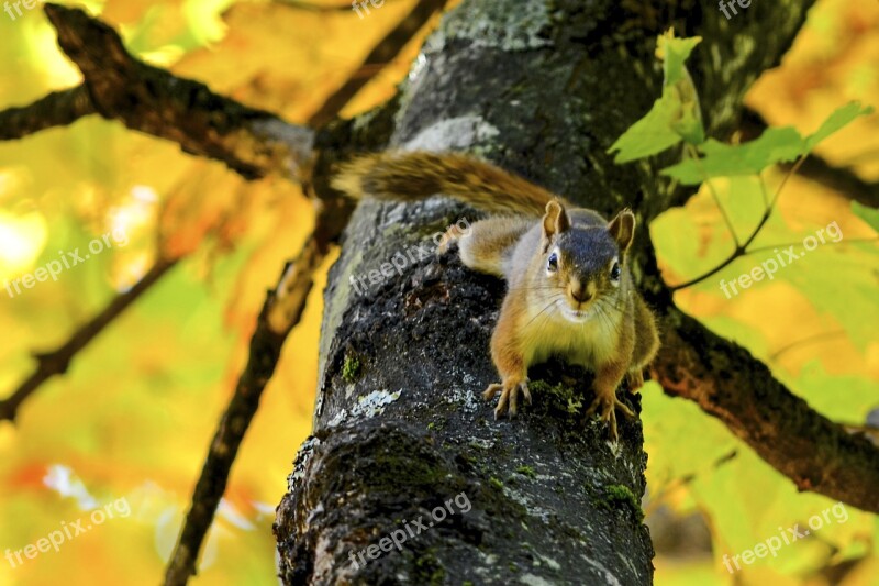 Squirrel Fall Québec Free Photos