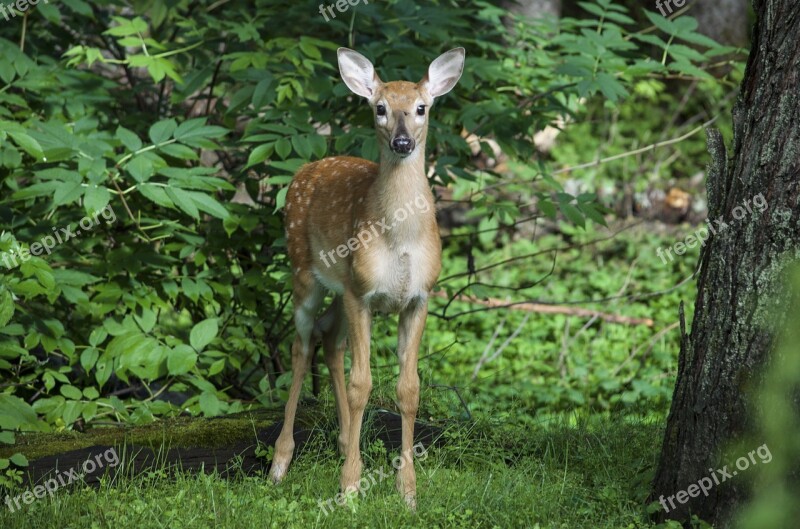 Deer Wood Wild Free Photos