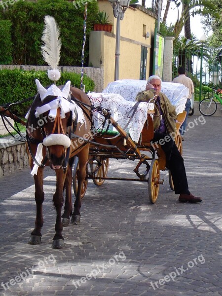 Wedding Horse White Romantic Romance