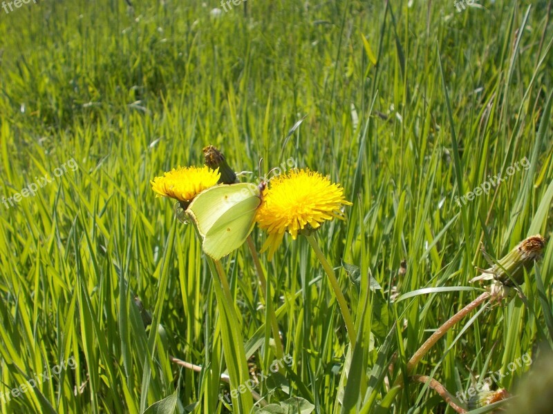 Butterfly Nature Meadow Flower Environment