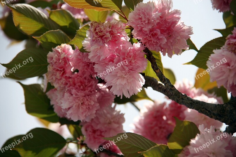 Japanese Cherry Cherry Blossom Flowers Spring Bloom