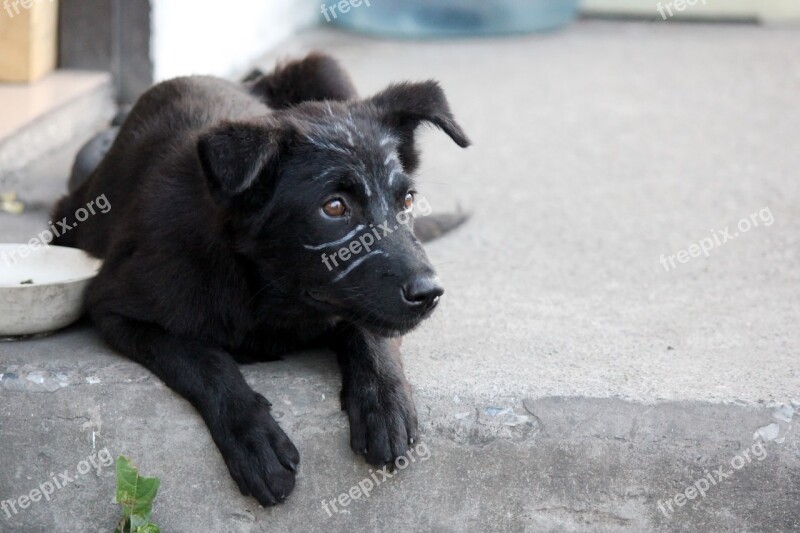 Dog Puppy Lie About Black Fur There Are No Residential