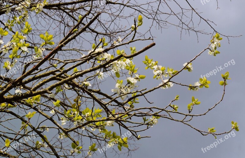 Plum Tree Flowers Spring Branch Flowering Twig