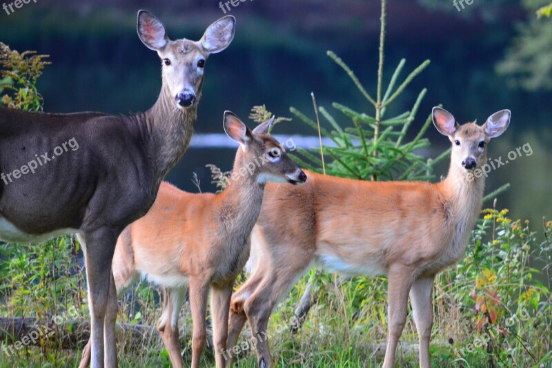 Deer Animals Wild Free Photos