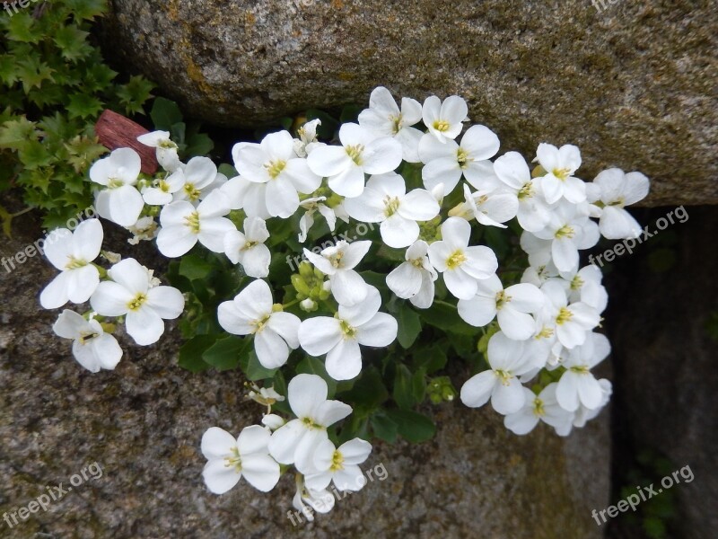 Stone Crop Stone Garden Spring Blossom Bloom