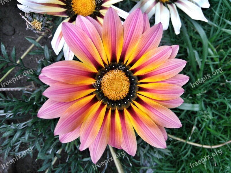 Flower Spring Nature Gazania Petals