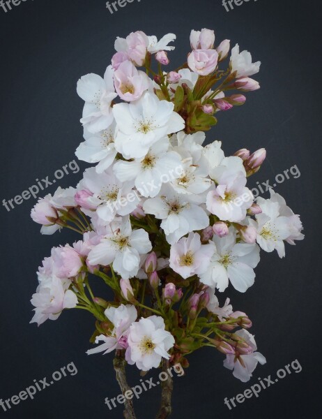 Column Cherry Japanese Cherry Trees Blossom Bloom Ornamental Cherry