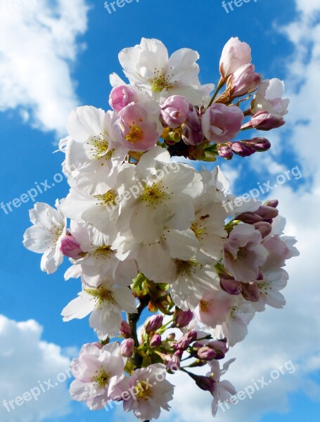 Column Cherry Sky Japanese Cherry Trees Blossom Bloom