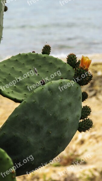 Prickly Pear Plant Cactus Vegetation Free Photos