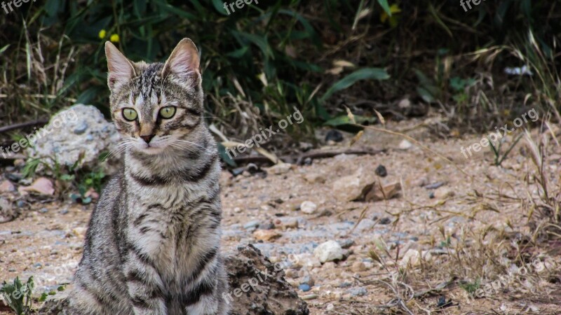 Cat Stray Cute Young Kitty