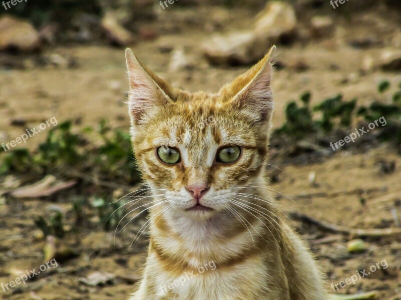 Cat Stray Cute Young Kitty