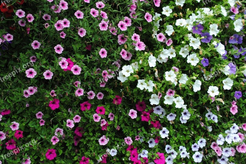 Flowers Plant Petunia Garden Free Photos