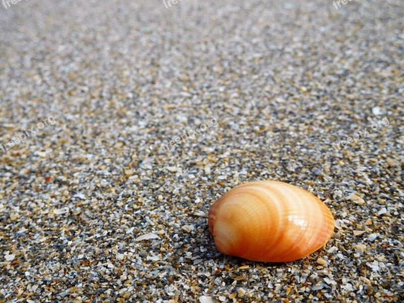 Shell Sand Beach Seashell Seashore