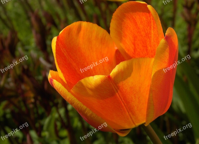 Tulip Tulipa Lily Spring Breeding Tulip