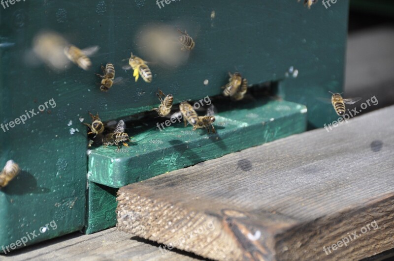 Bees Flight Beehive Pollination Spring