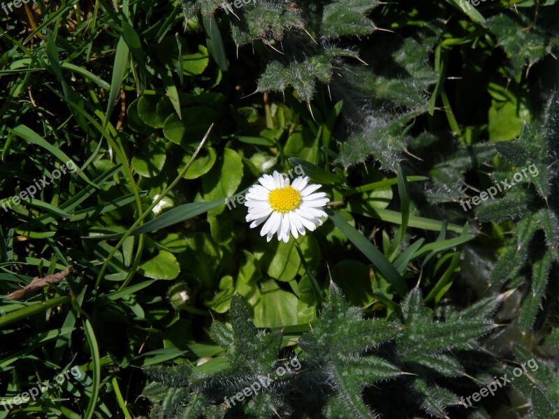 Daisy White Pointed Flower Yellow Tausendschön