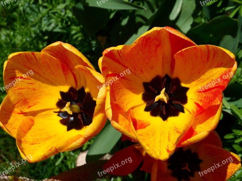 Tulips Orange Yellow Shining Blossom