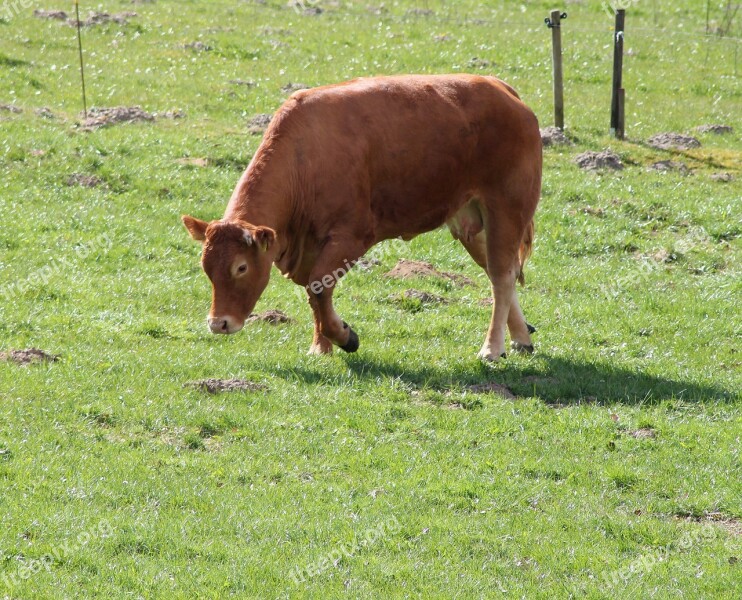 Cow Expensive Livestock Grass Agriculture