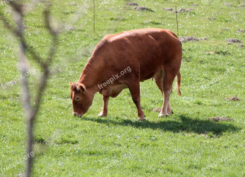 Cow Expensive Livestock Farm Grass