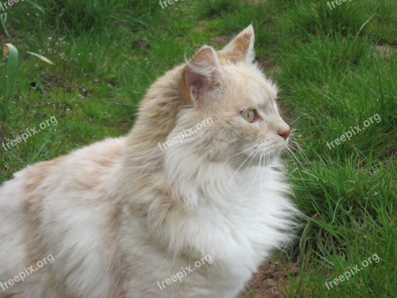 Cat Attention Grass Animal Nature