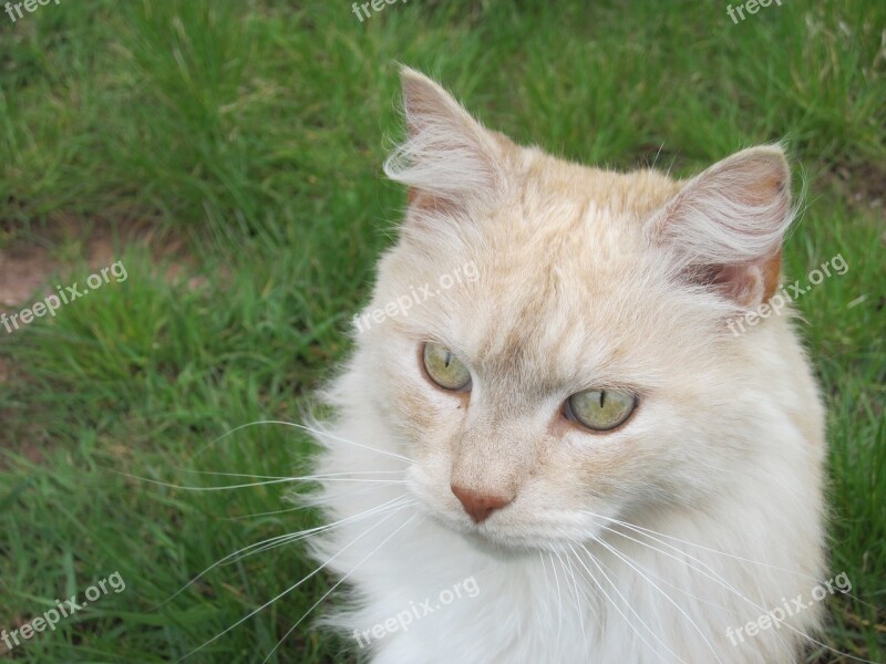 Cat Portrait Attention Curious Cat's Eyes