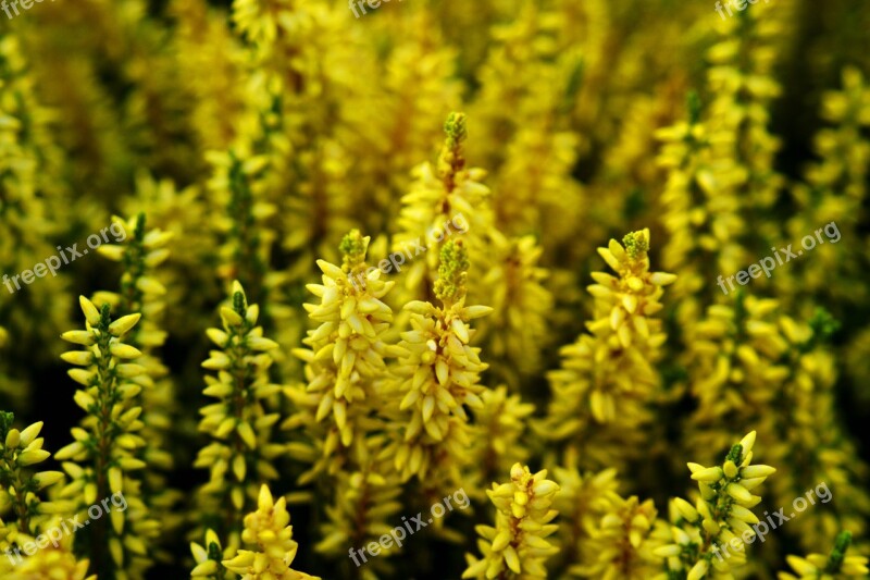 Yellow Heide Nature Heather Free Photos