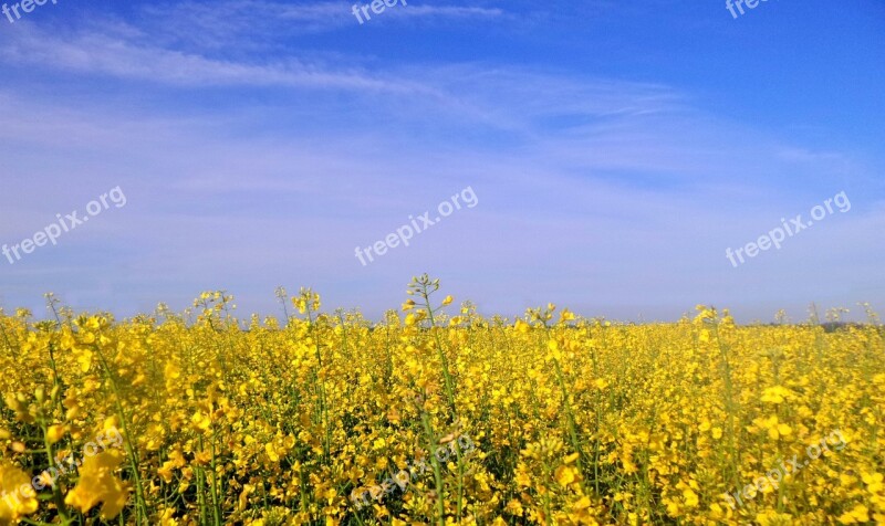 Landscape Spring Plants Rape Sky