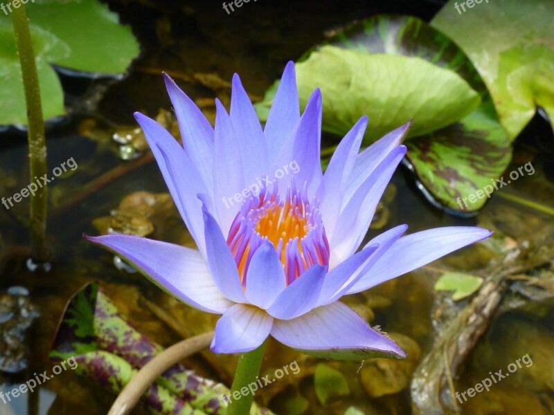 Lotus Flower Blossom Lotus Flower Botany