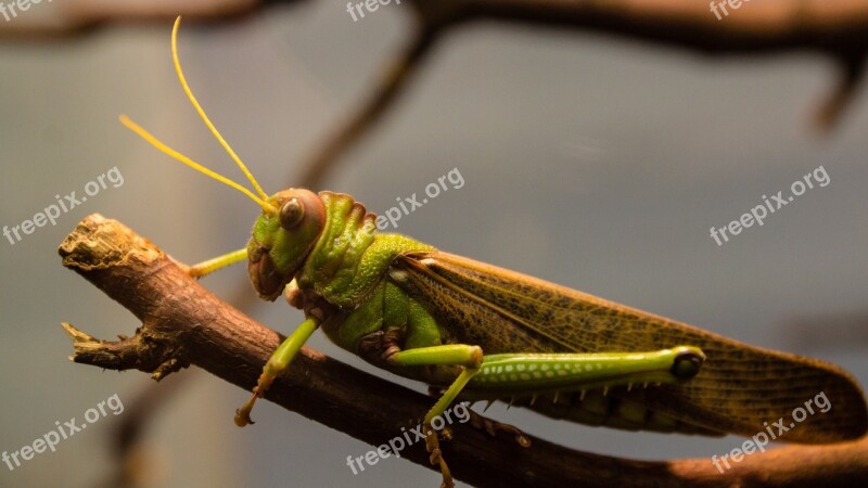 Grasshopper Insect Antennae Wood Nature