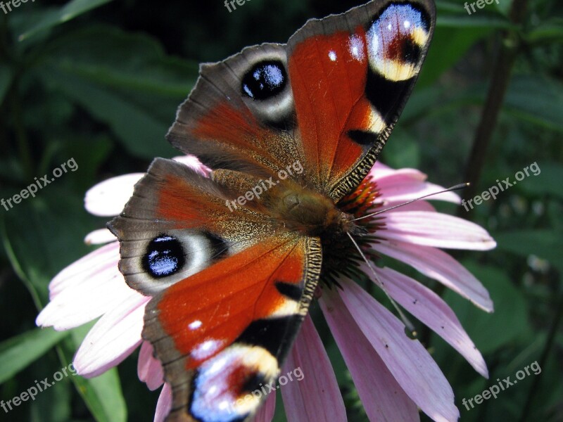 Butterfly Garden Insect Macro Flower