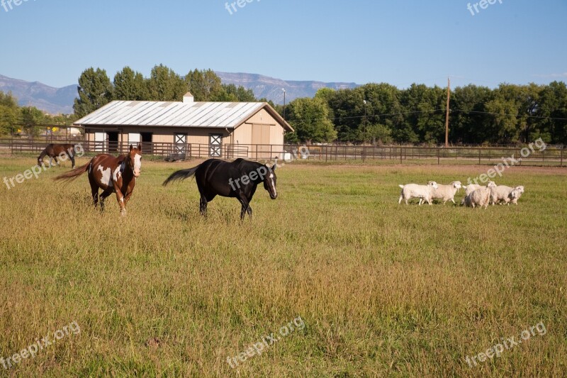 Horse Field New Mexico Grass Animal