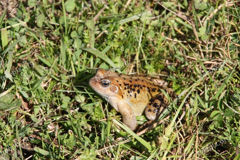 Toad Frog Amphibians Anuran Nature