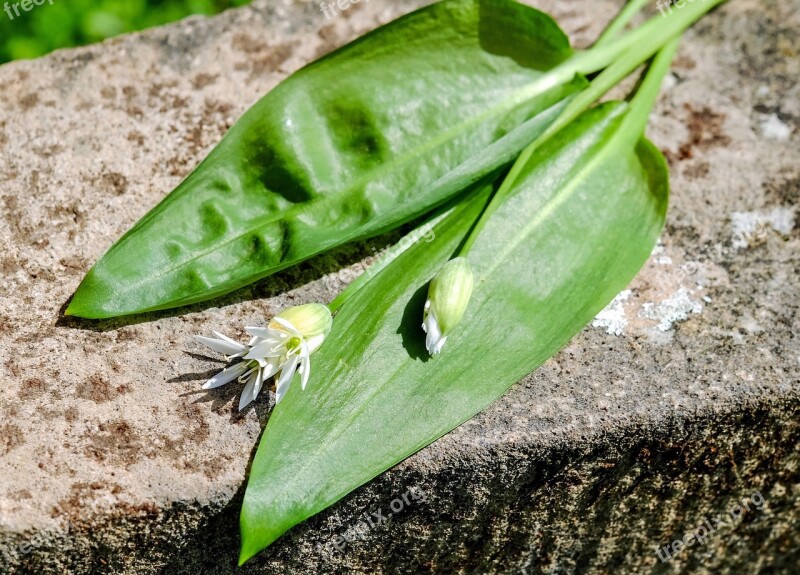 Bear's Garlic Blossom Bloom Bud Plant