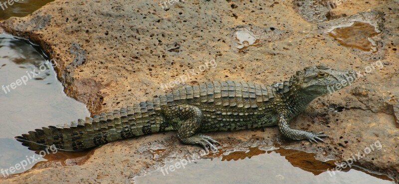 Crocodile Saurian Reptile Pond Free Photos