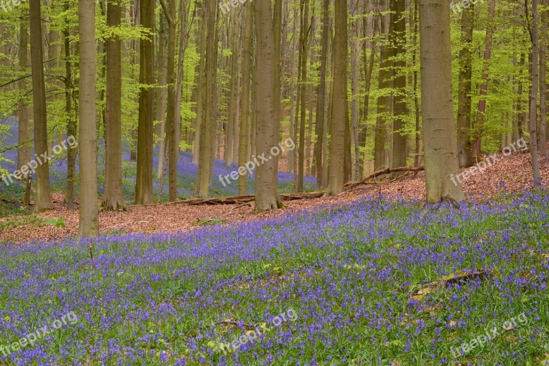 Hallerbos Flowers Bluebell Wild Hyacinth Forest