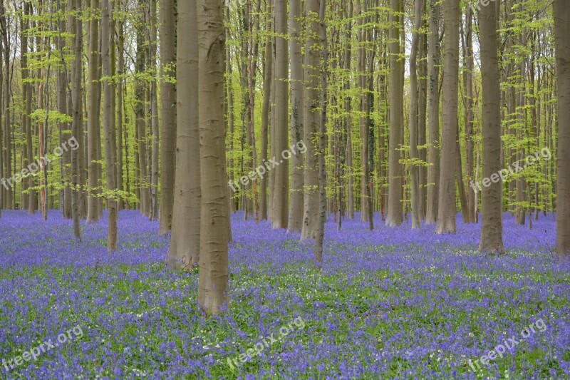 Hallerbos Flowers Bluebell Wild Hyacinth Forest