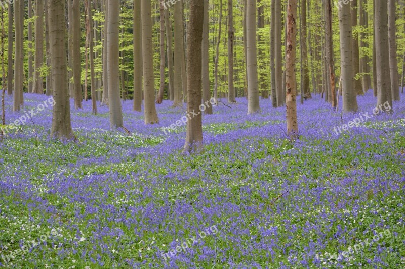 Hallerbos Flowers Bluebell Wild Hyacinth Forest